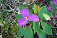 Sonerila pulneyensis